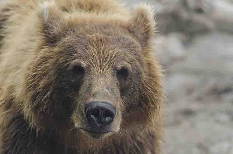 Oso Pardo - Kamchatka - Rusia 44.jpg